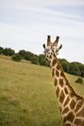 Gros plan du museau de girafe — Photo de stock