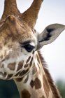 Gros plan du museau de girafe — Photo de stock