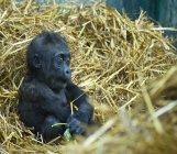 Gorilla relaxing in hay — Stock Photo