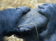 Закрыть лапку гориллы — стоковое фото