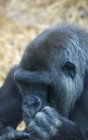 Gorilas de las tierras bajas occidentales - foto de stock