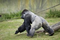 Gorilla che cammina sul campo — Foto stock