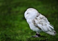 Barn owl on green grass — Stock Photo
