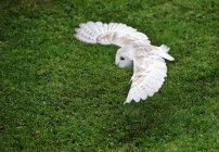 Flight of barn owl — Stock Photo