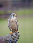 Falconry show with male kestrel — Stock Photo