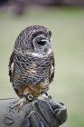 Espositore di falconeria con gufo chaco — Foto stock
