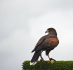 Exibição de falcoaria com harris hawk — Fotografia de Stock