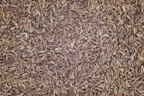 Mucchio di semi di cumino — Foto stock