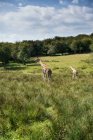 Duas girafas correndo no campo — Fotografia de Stock