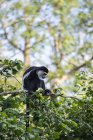 De Brazza monkey in treetops — Stock Photo