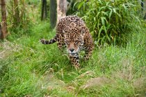 Jaguar grande gato merodeando a través de largo hierba - foto de stock