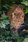 Leopardo Panthera Pardus - foto de stock