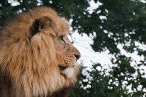León africano Panthera - foto de stock