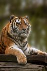 Tiger relaxing on warm day — Stock Photo