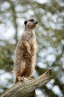 Meerkat à l'affût sur l'arbre — Photo de stock