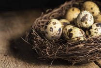 Quaills uova nel nido — Foto stock