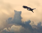 Fish eagle in flight — Stock Photo