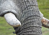 Primer plano del elefante africano - foto de stock