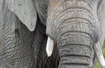Close up of African Elephant — Stock Photo
