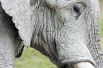 Gros plan sur l'éléphant d'Afrique — Photo de stock