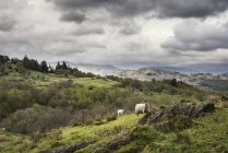 Moutons sur le paysage de colline — Photo de stock