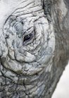 Чорний носоріг очей — стокове фото