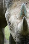 Rinoceronte nero su erba verde — Foto stock