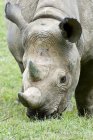 Чёрный носорог на зелёной траве — стоковое фото