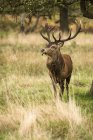 Majestic red deer stag — Stock Photo