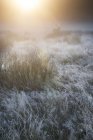 Cerf rouge dans le brouillard épais lever du soleil — Photo de stock