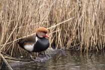 Red crested pochard in wild — Stock Photo