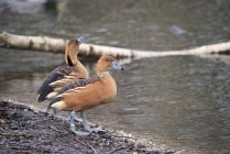 Повний свист качки в дикій природі — стокове фото