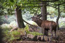 Величний червоний олень у лісовому пейзажі — стокове фото