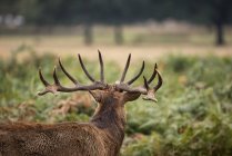 Majestic red deer stag in forest landscape — Stock Photo