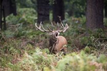 Cervo rosso maestoso cervo nel paesaggio forestale — Foto stock