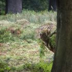 Majestuoso ciervo rojo ciervo en el paisaje forestal - foto de stock