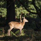 Красный олень в пышном солнечном лесу — стоковое фото