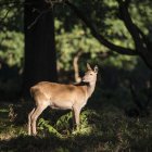Ciervos rojos en el bosque de luz solar moteado - foto de stock