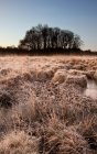 Frostiges Gras und mit Bäumen zugefrorenes Moor — Stockfoto