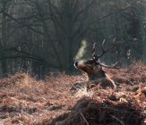 Ciervo rojo ciervo en el paisaje forestal - foto de stock
