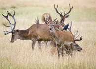 Red deer stags — Stock Photo