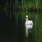 Cisne mudo en el lago - foto de stock