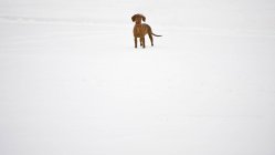 Paesaggio di campagna con cane sulla neve — Foto stock