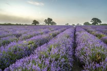 Landscape over lavender field — Stock Photo