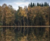 Woodland reflected in still lake water — Stock Photo