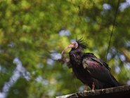 Northern bald ibis bird in captivity — Stock Photo