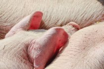 Three piglets sleeping — Stock Photo