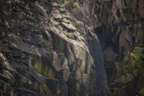 Птахи гніздяться на обличчі скелі — стокове фото