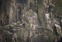 Vögel nisten an Felswänden — Stockfoto