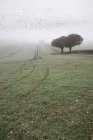 Утренний пейзаж в британской сельской местности — стоковое фото